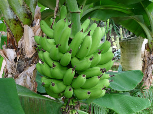 обоя природа, плоды, бананы