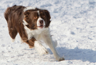 Картинка животные собаки зима собака фризби