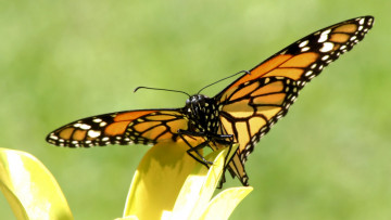 Картинка животные бабочки бабочка лист желтый