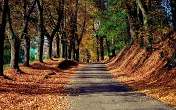 обоя природа, дороги, осень, листва, деревья, дорога