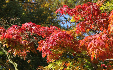 обоя природа, листья, осень, дерево