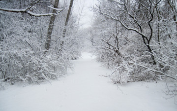 обоя природа, зима, дорожка, лес, снег