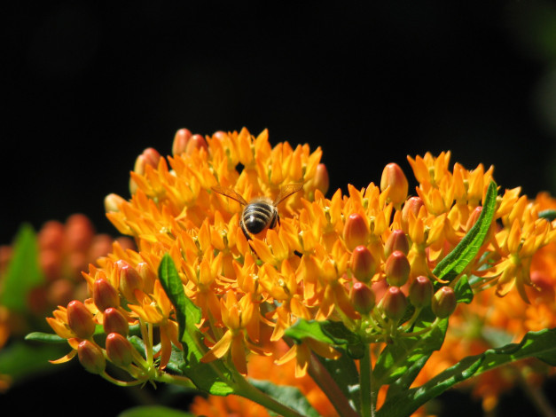 Обои картинки фото цветы, каланхоэ, пчела, соцветие, бутоны