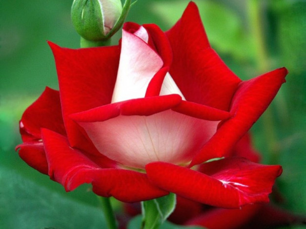 Обои картинки фото цветы, розы, бутон, красный, белый