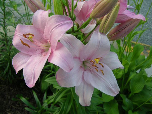 Обои картинки фото pink, beauty, цветы, лилии, лилейники
