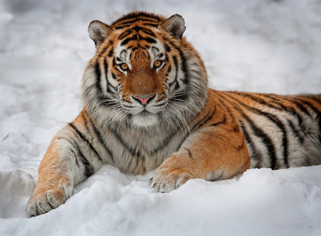 Обои картинки фото животные, тигры, тигр, взгляд, лежит, смотрит