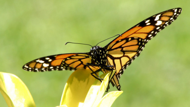 Обои картинки фото животные, бабочки, бабочка, лист, желтый
