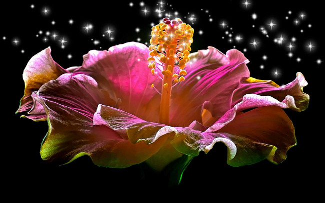 Обои картинки фото hibiscus, sparkling, heart, цветы, гибискусы, красота
