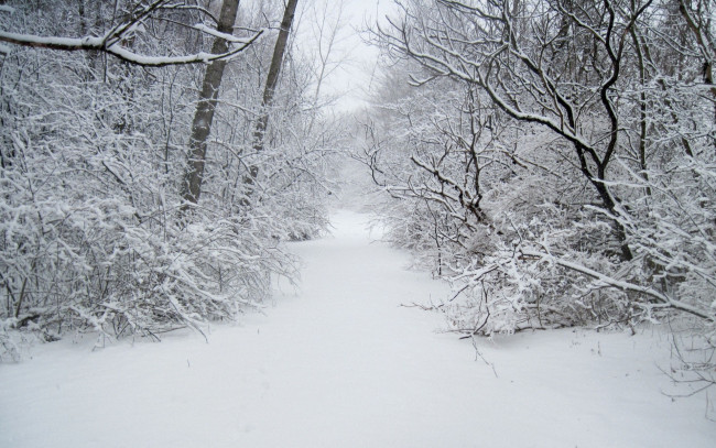 Обои картинки фото природа, зима, дорожка, лес, снег