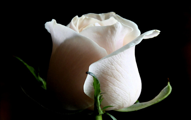 Обои картинки фото purity, heart, цветы, розы
