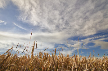 Картинка природа поля небо пшеница