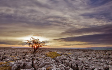 Картинка природа деревья камни пустыня солнце дерево