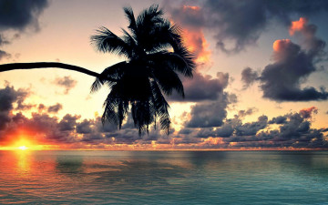 Картинка природа восходы закаты океан тропики облака солнце пальма горизонт