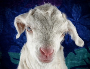 Картинка животные козы козлёнок белый взгляд портрет