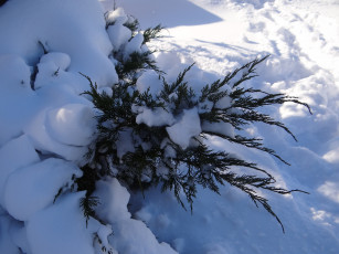 Картинка природа зима куст снег