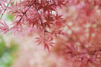 Картинка природа листья розовые нежность осень макро
