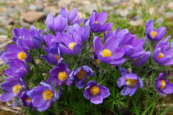 Картинка цветы анемоны +сон-трава сон-трава фиолетовый весна