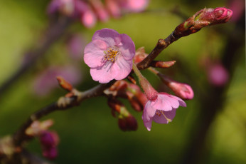 Картинка цветы цветущие+деревья+ +кустарники ветка макро розовые