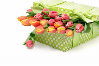 Картинка цветы тюльпаны коробка бутоны бант