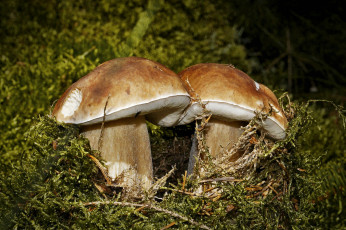 Картинка природа грибы боровик мох лес