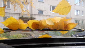 Картинка природа листья стекло осень берёзовые