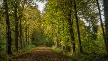 Картинка природа дороги тракт листва лес