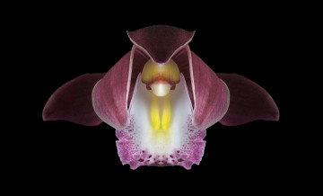 Картинка цветы орхидеи фон чёрный орхидея цветок