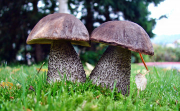 Картинка природа грибы подберезовики