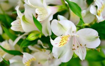 Картинка цветы альстромерия белый