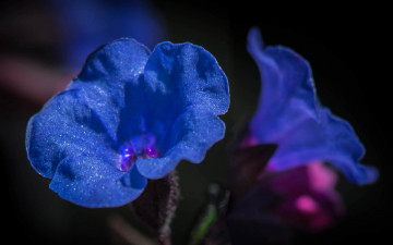 Картинка цветы горечавки макро природа капли воды синие цветочки