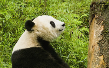 обоя панда, животные, панды, красивое, животное