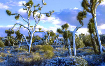 Картинка природа зима национальный парк джошуа-три калифорния сша небо облака снег деревья пейзаж