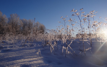 Картинка природа зима снег солнечно трава