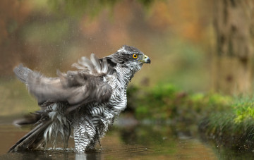 Картинка животные птицы+-+хищники птица вода брызги купается