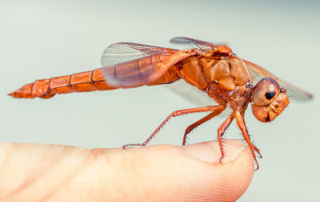 Картинка животные стрекозы макро стрекоза палец крылья глаза