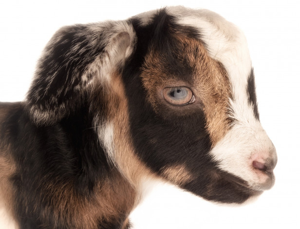 Обои картинки фото животные, козы, белый, фон, коза, портрет
