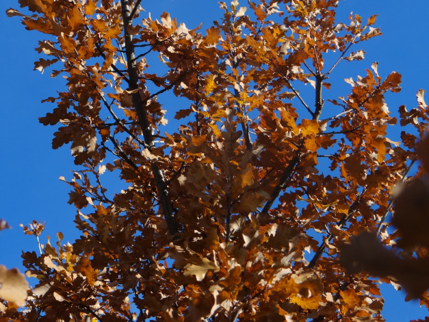 Обои картинки фото природа, деревья, небо, осень, дерево, ветки, листья