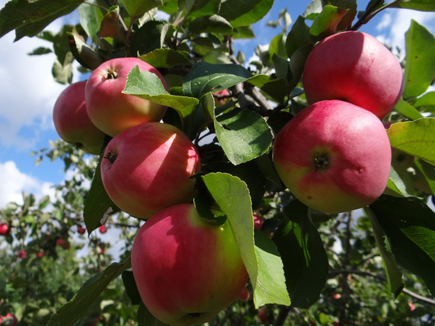 Обои картинки фото природа, плоды, яблоня, яблоки, листья, ветки