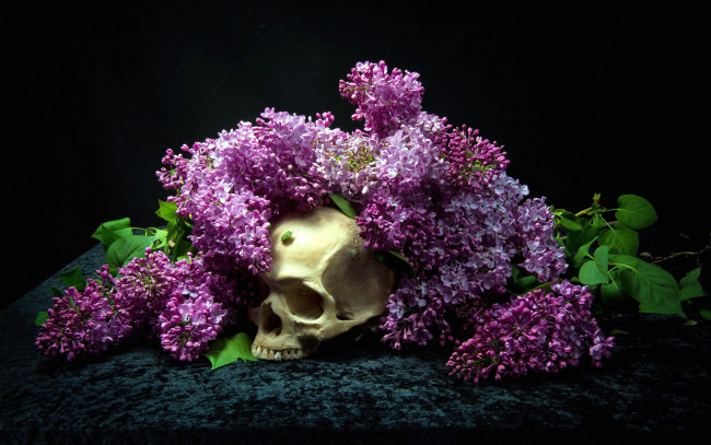 Обои картинки фото цветы, сирень, череп