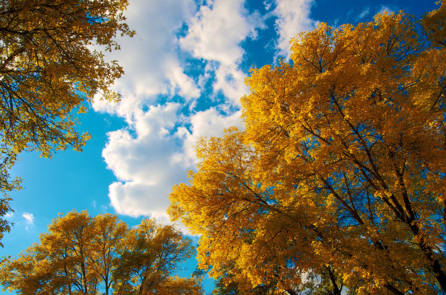 Обои картинки фото природа, деревья, осень, облака, небо, листья