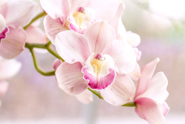 Обои картинки фото цветы, орхидеи, нежность, розовый, орхидея