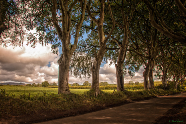 Обои картинки фото природа, дороги, дорога, деревья, поле, небо, облака