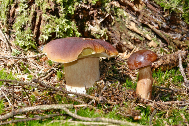 Обои картинки фото природа, грибы, боровик, мох, лес