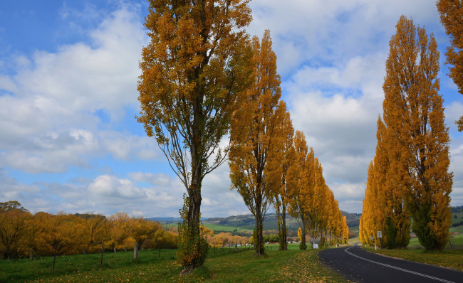 Обои картинки фото природа, дороги, осень, дорога, сад, деревья, облака, небо