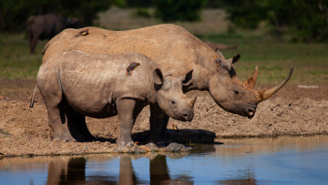 Картинка животные носороги птицы берег озеро