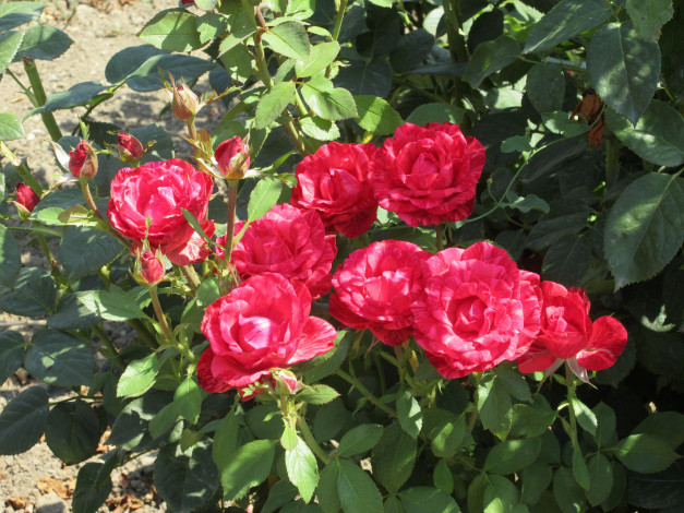 Обои картинки фото цветы, розы, лето, 2018, июнь