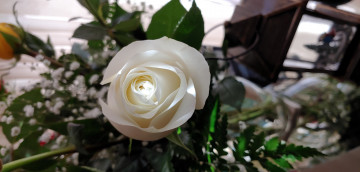 Картинка цветы розы белая роза бутон