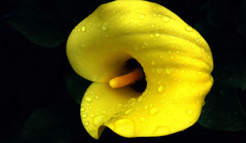 Картинка цветы каллы желтая калла макро капли