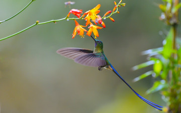 Картинка колибри животные самая маленькая птица в мире да само название птицы очень красивое королева нектара