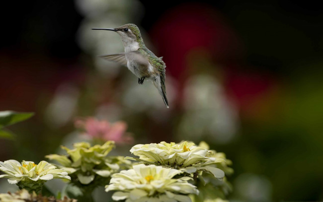 Обои картинки фото колибри, животные, самая, маленькая, птица, в, мире, да, само, название, птицы, очень, красивое, королева, нектара